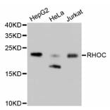 Western Blot - Anti-RHOA + RHOB + RHOC Antibody (A10741) - Antibodies.com