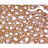 Immunohistochemistry - Anti-RHOA + RHOB + RHOC Antibody (A10741) - Antibodies.com