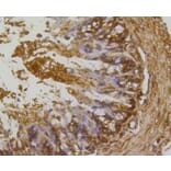 Immunohistochemistry - Anti-RHOA + RHOB + RHOC Antibody (A10741) - Antibodies.com