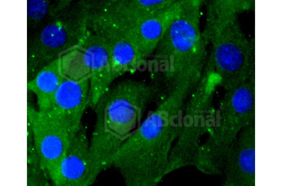 Immunofluorescence - Anti-RHOA + RHOB + RHOC Antibody (A10741) - Antibodies.com