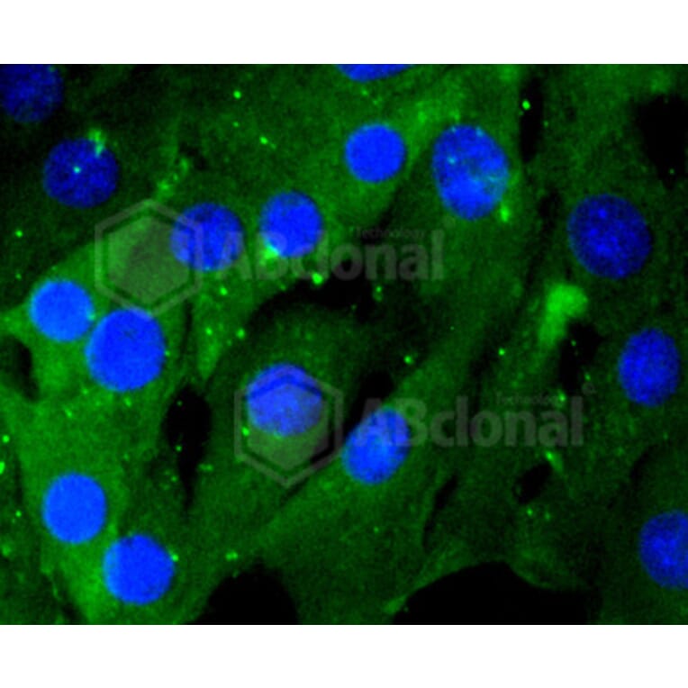 Immunofluorescence - Anti-RHOA + RHOB + RHOC Antibody (A10741) - Antibodies.com