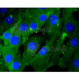 Immunofluorescence - Anti-RHOA + RHOB + RHOC Antibody (A10741) - Antibodies.com