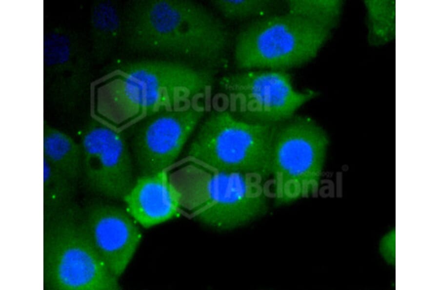 Immunofluorescence - Anti-RHOA + RHOB + RHOC Antibody (A10741) - Antibodies.com