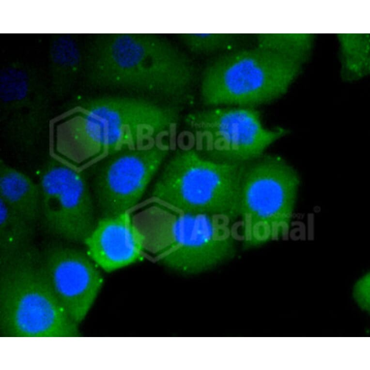Immunofluorescence - Anti-RHOA + RHOB + RHOC Antibody (A10741) - Antibodies.com