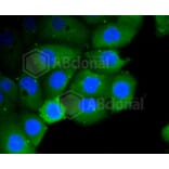 Immunofluorescence - Anti-RHOA + RHOB + RHOC Antibody (A10741) - Antibodies.com