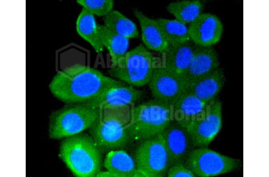 Immunofluorescence - Anti-RHOA + RHOB + RHOC Antibody (A10741) - Antibodies.com