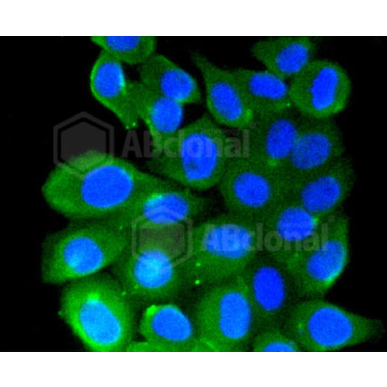 Immunofluorescence - Anti-RHOA + RHOB + RHOC Antibody (A10741) - Antibodies.com