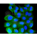 Immunofluorescence - Anti-RHOA + RHOB + RHOC Antibody (A10741) - Antibodies.com