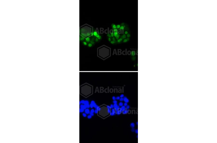 Immunofluorescence - Anti-CCND1 Antibody (A10757) - Antibodies.com