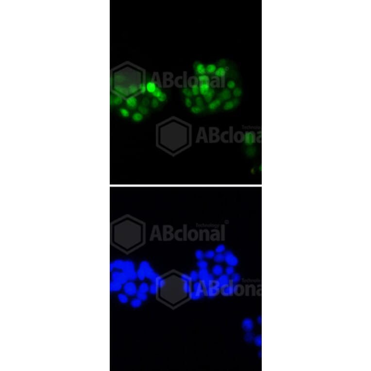 Immunofluorescence - Anti-CCND1 Antibody (A10757) - Antibodies.com