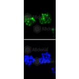 Immunofluorescence - Anti-CCND1 Antibody (A10757) - Antibodies.com
