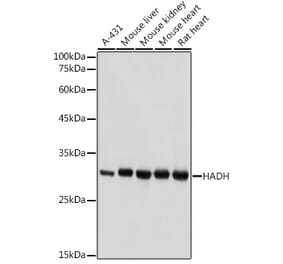 Western Blot - Anti-HADH Antibody (A13049) - Antibodies.com