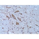 Immunohistochemistry - Anti-HADH Antibody (A13049) - Antibodies.com