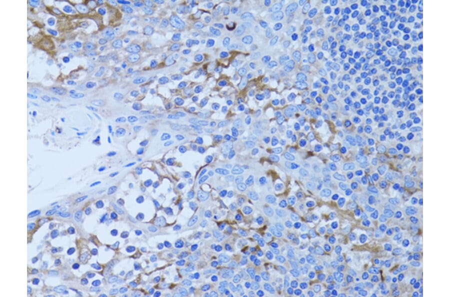 Immunohistochemistry - Anti-HADH Antibody (A13049) - Antibodies.com