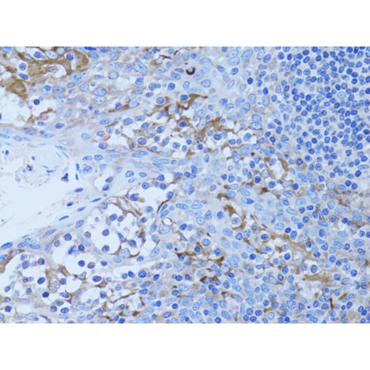 Immunohistochemistry - Anti-HADH Antibody (A13049) - Antibodies.com