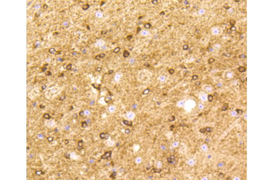 Immunohistochemistry - Anti-BDNF Antibody (A10760) - Antibodies.com