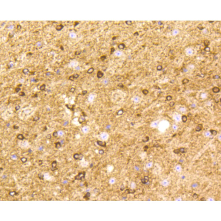 Immunohistochemistry - Anti-BDNF Antibody (A10760) - Antibodies.com