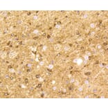 Immunohistochemistry - Anti-BDNF Antibody (A10760) - Antibodies.com