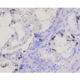 Immunohistochemistry - Anti-BDNF Antibody (A10760) - Antibodies.com