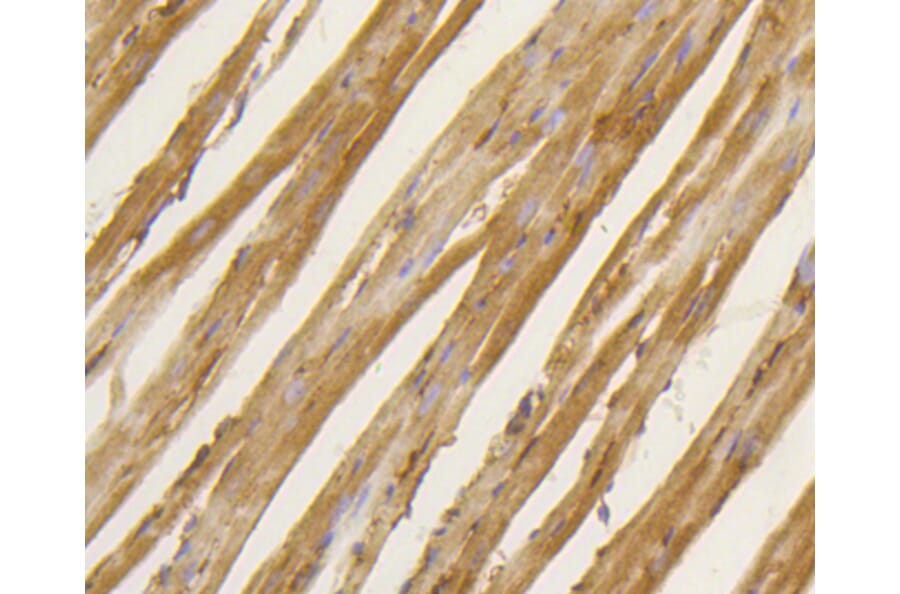 Immunohistochemistry - Anti-BDNF Antibody (A10760) - Antibodies.com