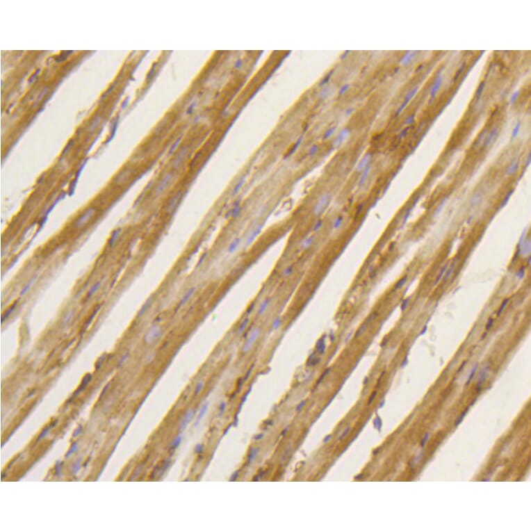 Immunohistochemistry - Anti-BDNF Antibody (A10760) - Antibodies.com