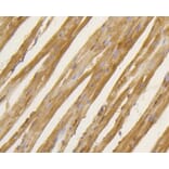Immunohistochemistry - Anti-BDNF Antibody (A10760) - Antibodies.com