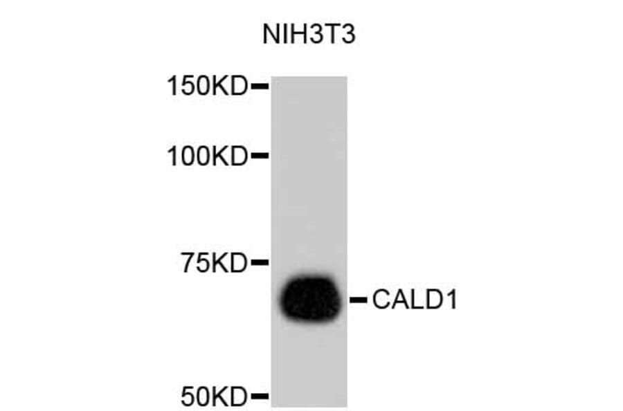Western Blot - Anti-CALD1 Antibody (A10768) - Antibodies.com