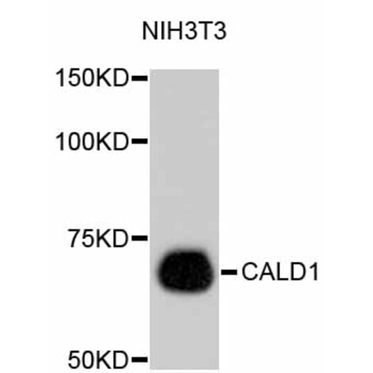 Western Blot - Anti-CALD1 Antibody (A10768) - Antibodies.com