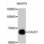 Western Blot - Anti-CALD1 Antibody (A10768) - Antibodies.com