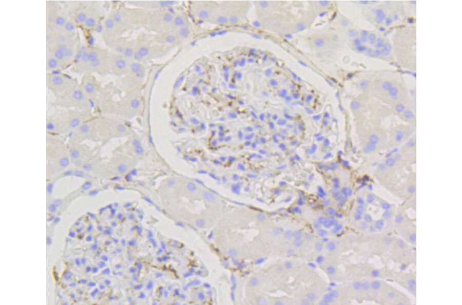 Immunohistochemistry - Anti-CALD1 Antibody (A10768) - Antibodies.com