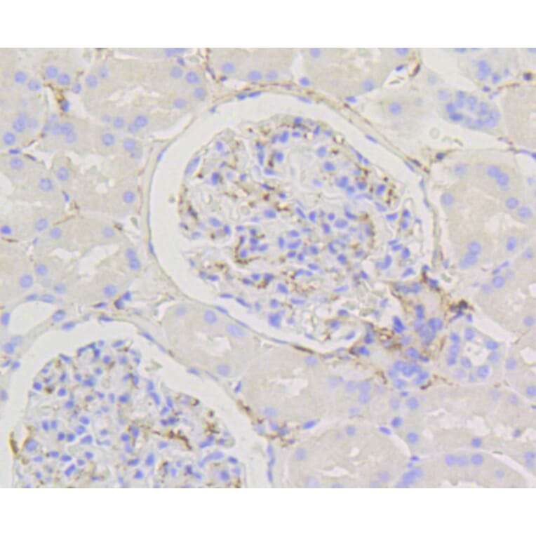 Immunohistochemistry - Anti-CALD1 Antibody (A10768) - Antibodies.com