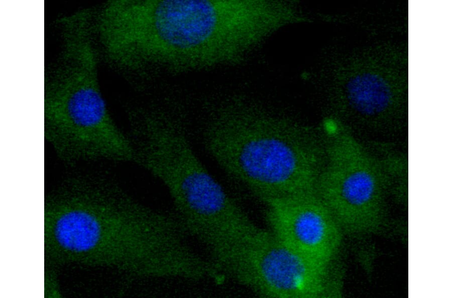 Immunofluorescence - Anti-CALD1 Antibody (A10768) - Antibodies.com