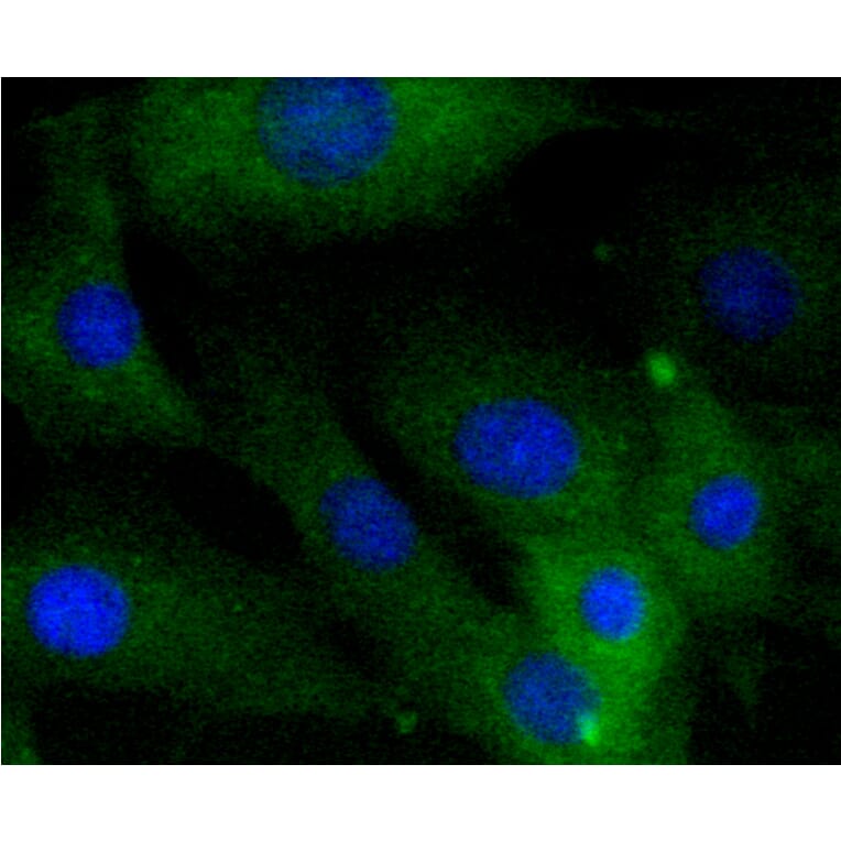 Immunofluorescence - Anti-CALD1 Antibody (A10768) - Antibodies.com