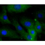 Immunofluorescence - Anti-CALD1 Antibody (A10768) - Antibodies.com