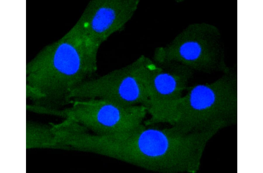 Immunofluorescence - Anti-CALD1 Antibody (A10768) - Antibodies.com