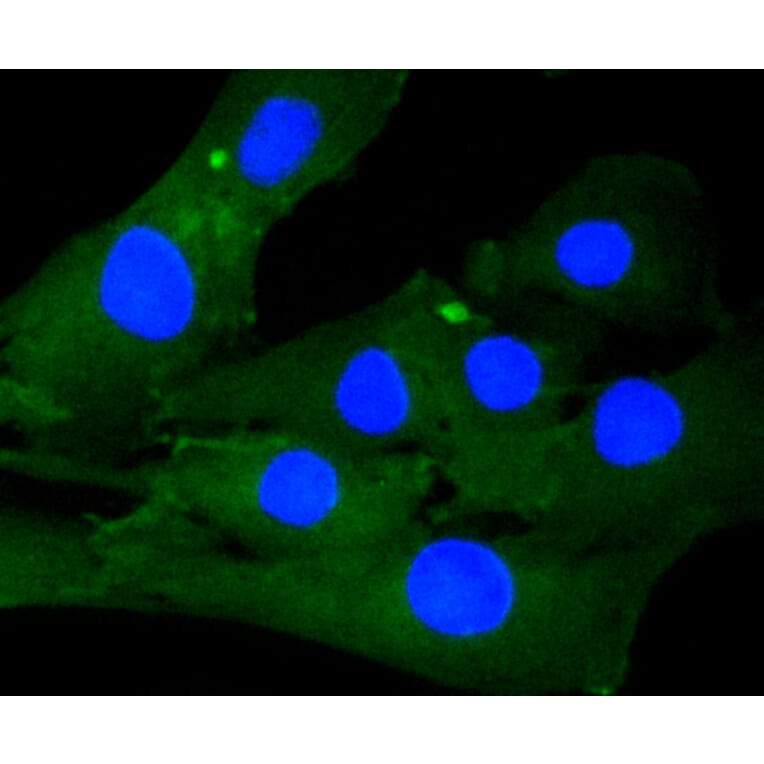 Immunofluorescence - Anti-CALD1 Antibody (A10768) - Antibodies.com