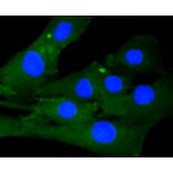 Immunofluorescence - Anti-CALD1 Antibody (A10768) - Antibodies.com