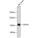 Western Blot - Anti-CALM1 Antibody (A10769) - Antibodies.com