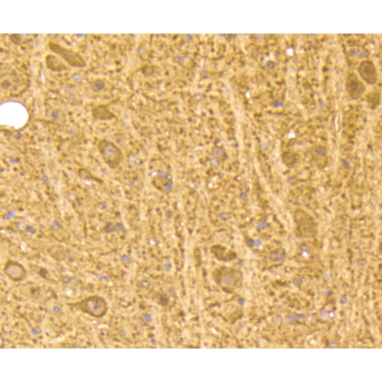 Immunohistochemistry - Anti-CALM1 Antibody (A10769) - Antibodies.com