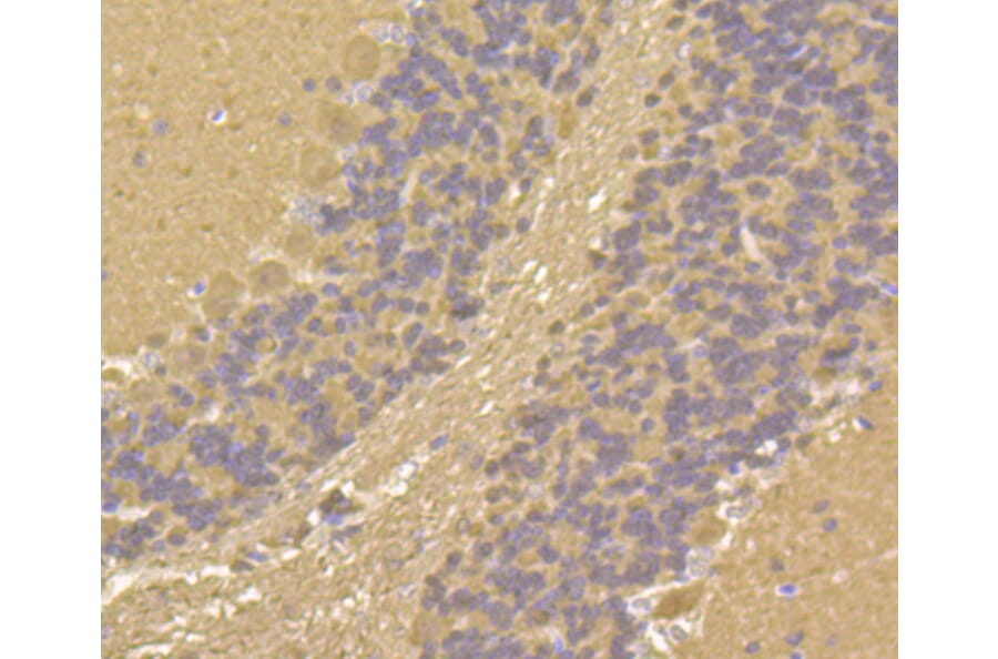Immunohistochemistry - Anti-CALM1 Antibody (A10769) - Antibodies.com