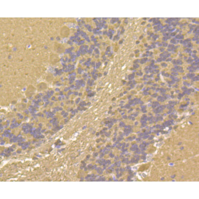 Immunohistochemistry - Anti-CALM1 Antibody (A10769) - Antibodies.com