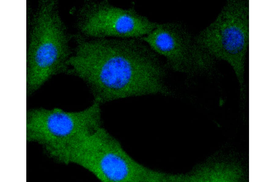Immunofluorescence - Anti-CALM1 Antibody (A10769) - Antibodies.com