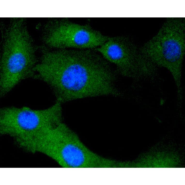 Immunofluorescence - Anti-CALM1 Antibody (A10769) - Antibodies.com