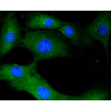 Immunofluorescence - Anti-CALM1 Antibody (A10769) - Antibodies.com