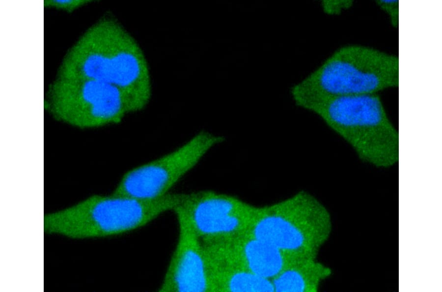 Immunofluorescence - Anti-CALM1 Antibody (A10769) - Antibodies.com