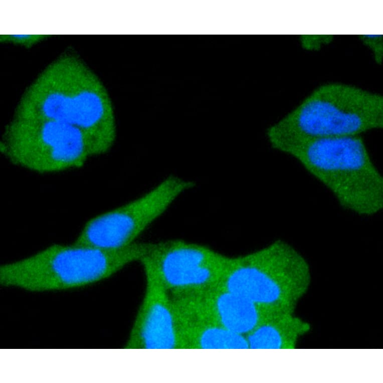 Immunofluorescence - Anti-CALM1 Antibody (A10769) - Antibodies.com