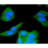 Immunofluorescence - Anti-CALM1 Antibody (A10769) - Antibodies.com