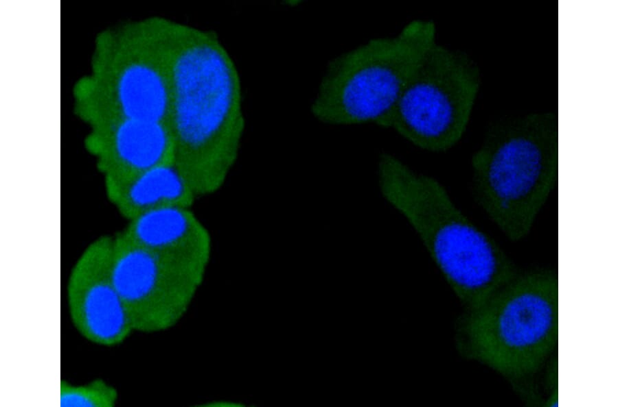Immunofluorescence - Anti-CALM1 Antibody (A10769) - Antibodies.com