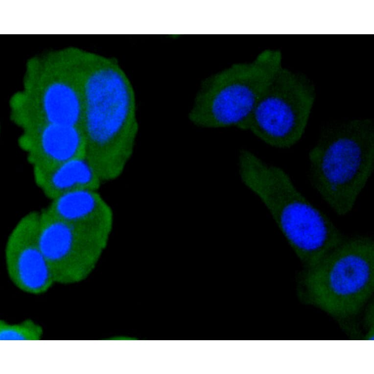 Immunofluorescence - Anti-CALM1 Antibody (A10769) - Antibodies.com