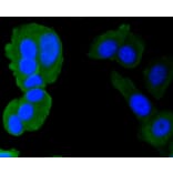 Immunofluorescence - Anti-CALM1 Antibody (A10769) - Antibodies.com